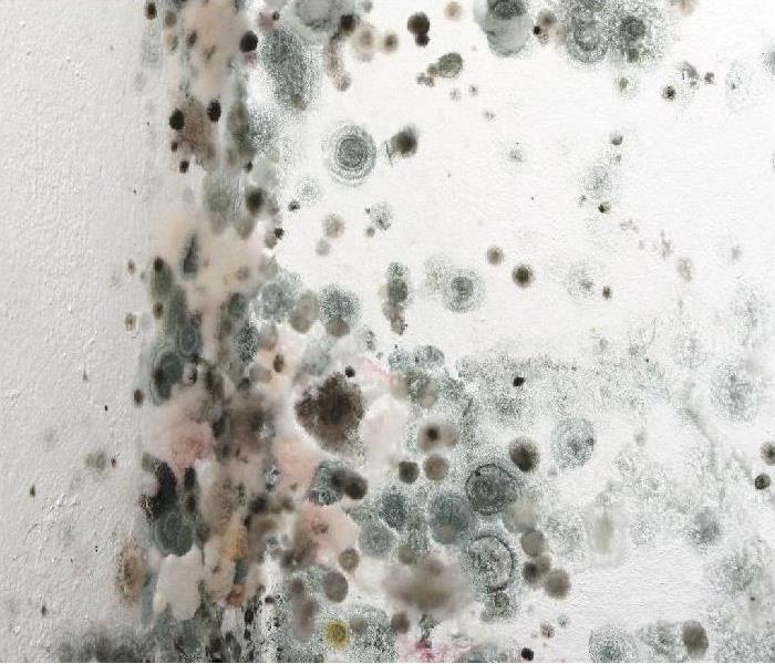 mold growing on the walls